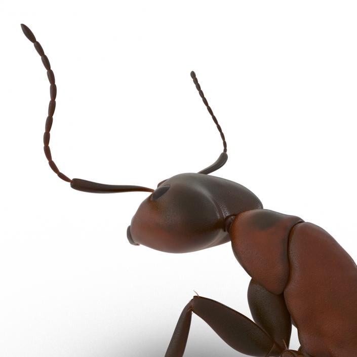 Red Ant Pose 2 3D model