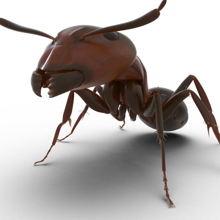 Red Ant Pose 2 3D model