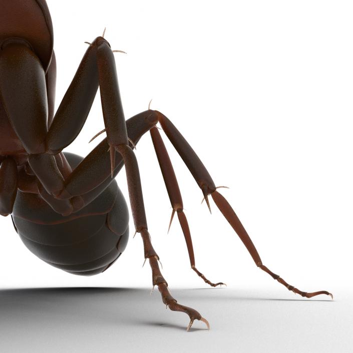 Red Ant Pose 2 3D model