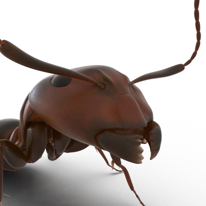 Red Ant Pose 2 3D model