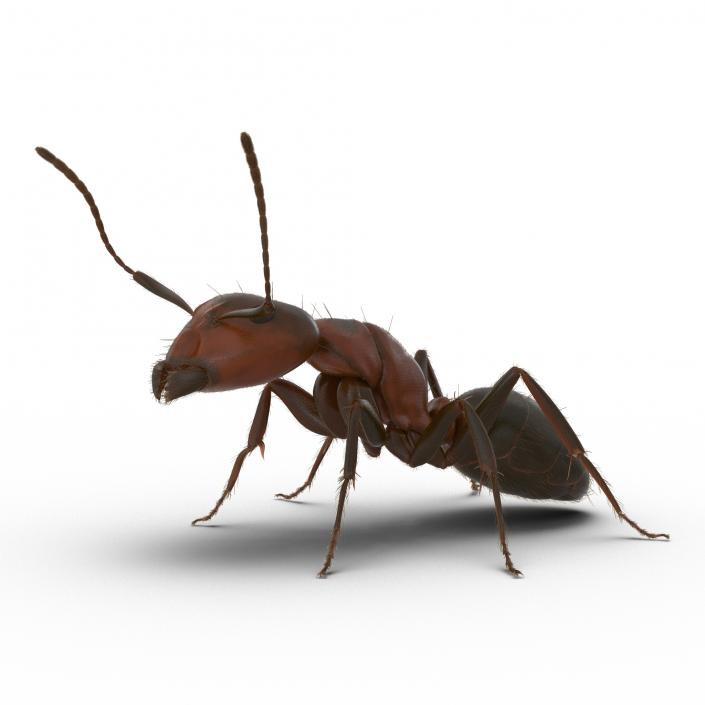 3D Red Ant with Fur Pose 2 model