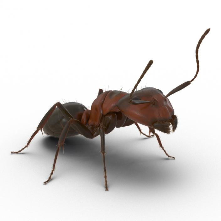 3D Red Ant with Fur Pose 2 model