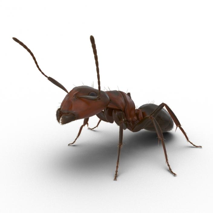 3D Red Ant with Fur Pose 2 model