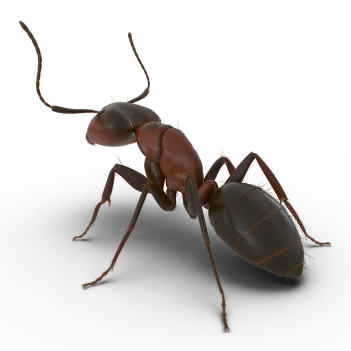 3D Red Ant with Fur Pose 2 model