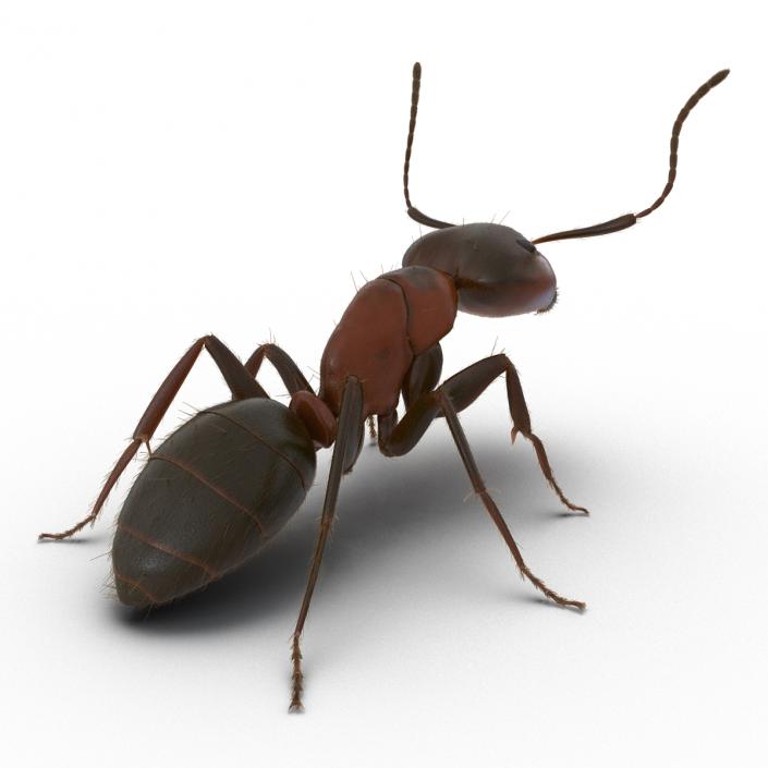 3D Red Ant with Fur Pose 2 model