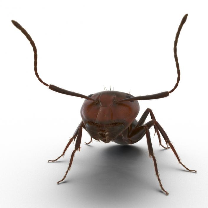 3D Red Ant with Fur Pose 2 model