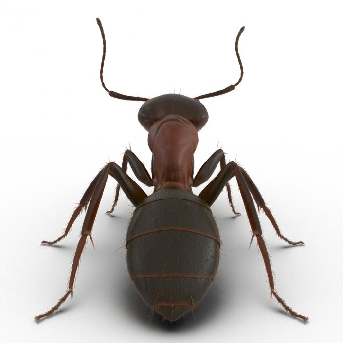 3D Red Ant with Fur Pose 2 model