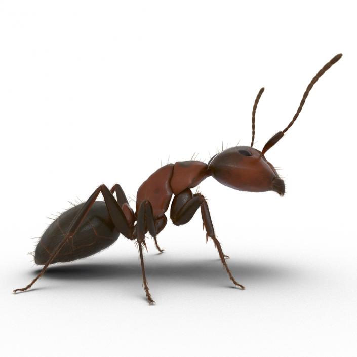 3D Red Ant with Fur Pose 2 model