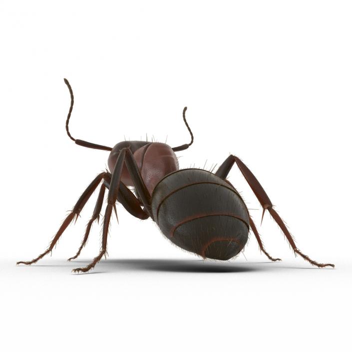 3D Red Ant with Fur Pose 2 model