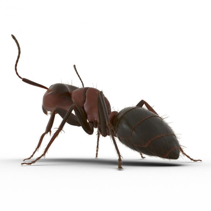 3D Red Ant with Fur Pose 2 model