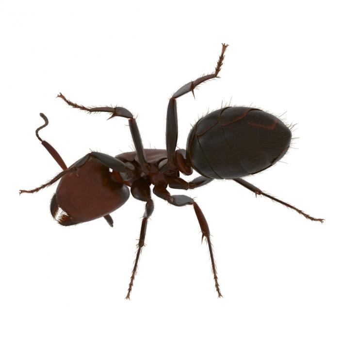 3D Red Ant with Fur Pose 2 model