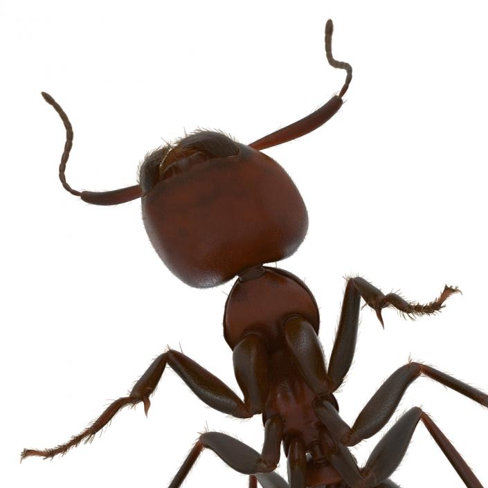 3D Red Ant with Fur Pose 2 model