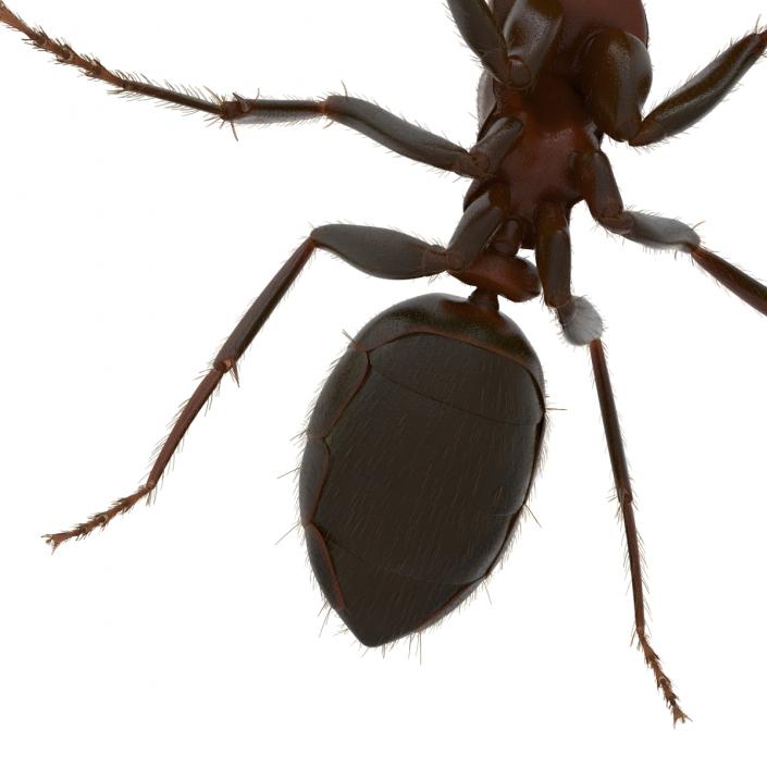 3D Red Ant with Fur Pose 2 model