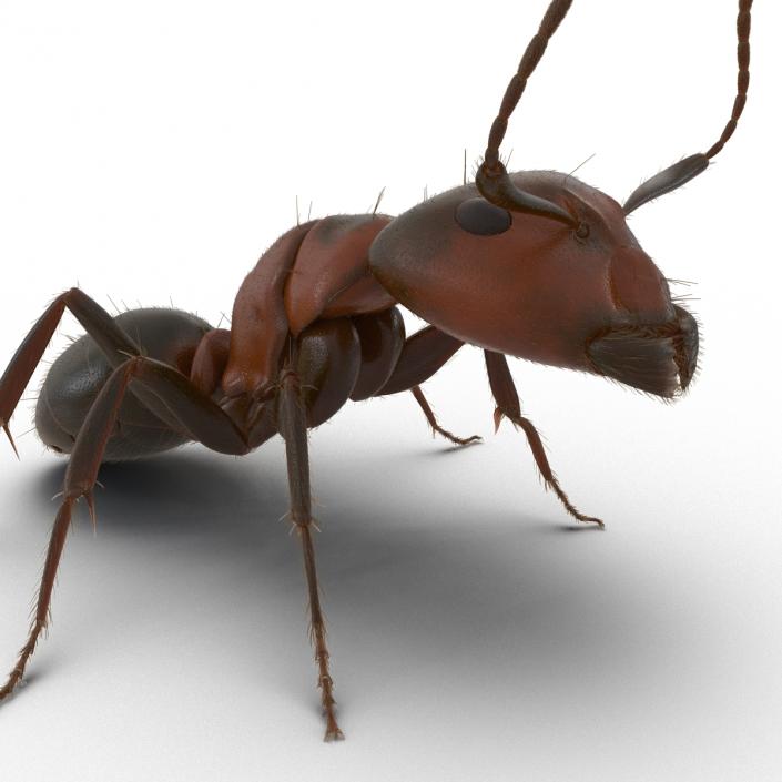 3D Red Ant with Fur Pose 2 model