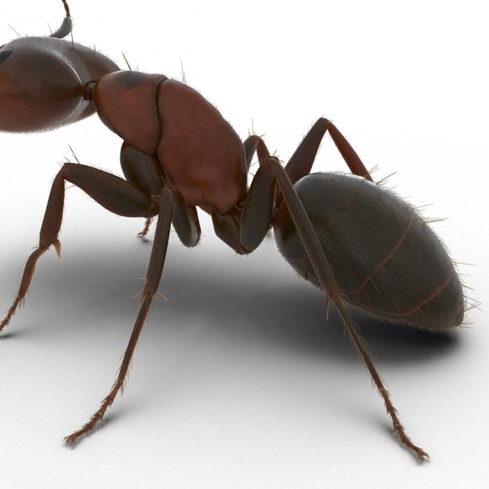 3D Red Ant with Fur Pose 2 model