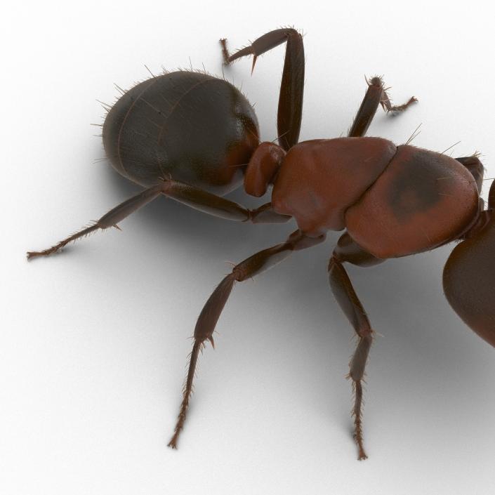 3D Red Ant with Fur Pose 2 model