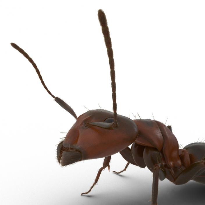 3D Red Ant with Fur Pose 2 model