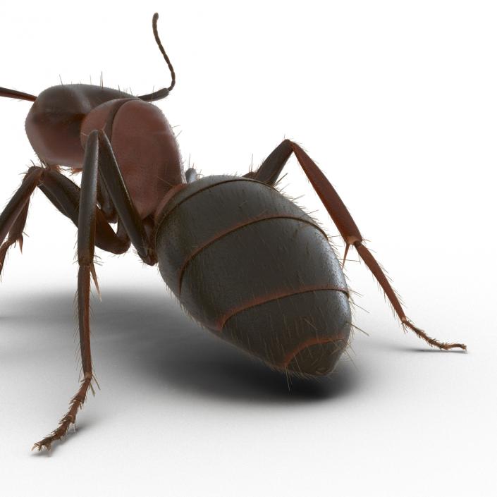 3D Red Ant with Fur Pose 2 model