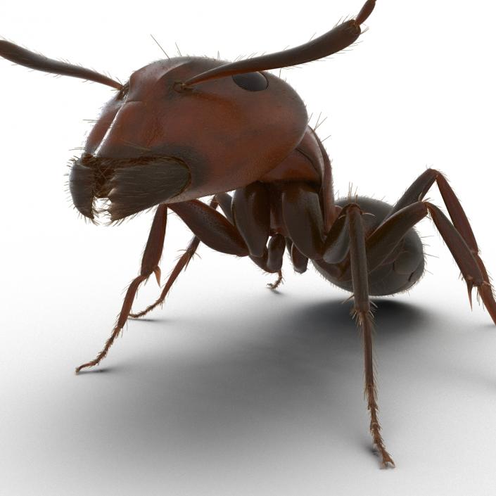 3D Red Ant with Fur Pose 2 model