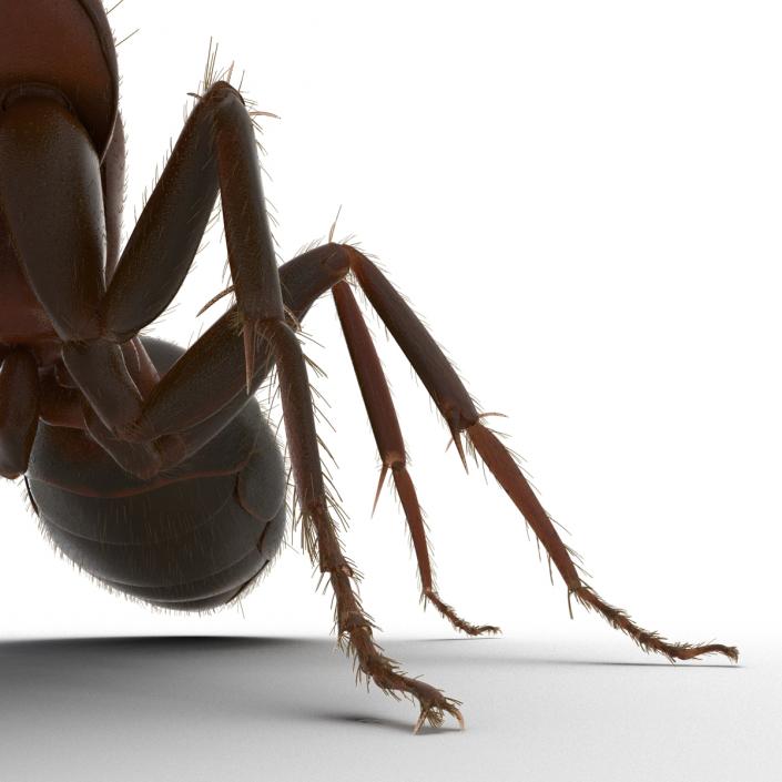 3D Red Ant with Fur Pose 2 model