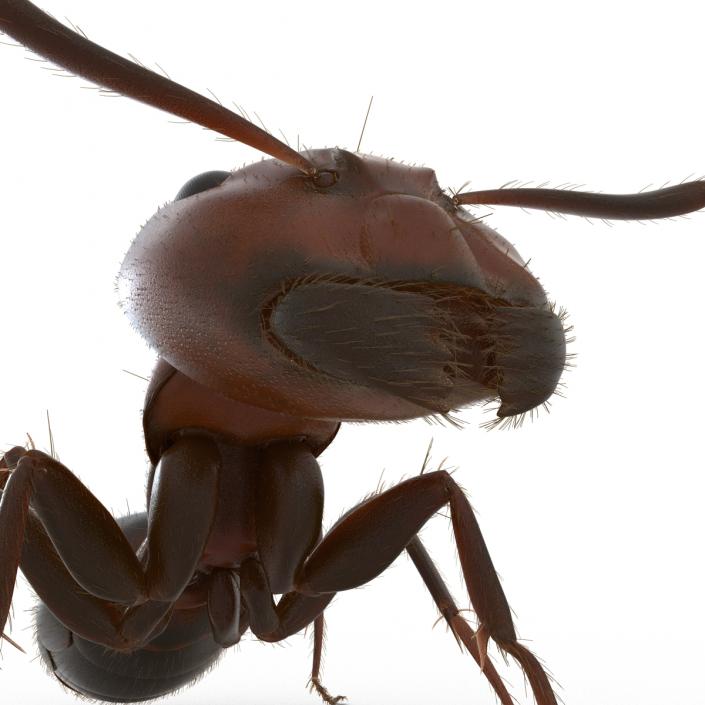 3D Red Ant with Fur Pose 2 model