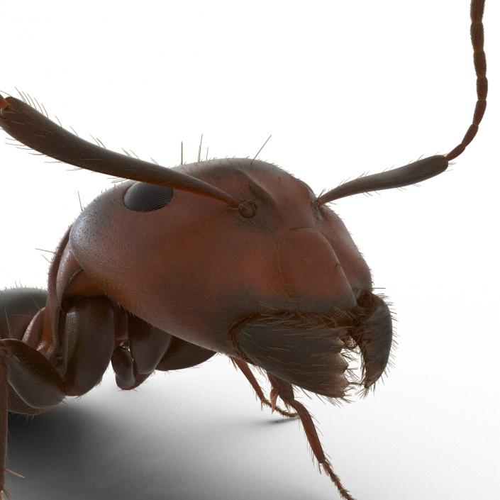 3D Red Ant with Fur Pose 2 model