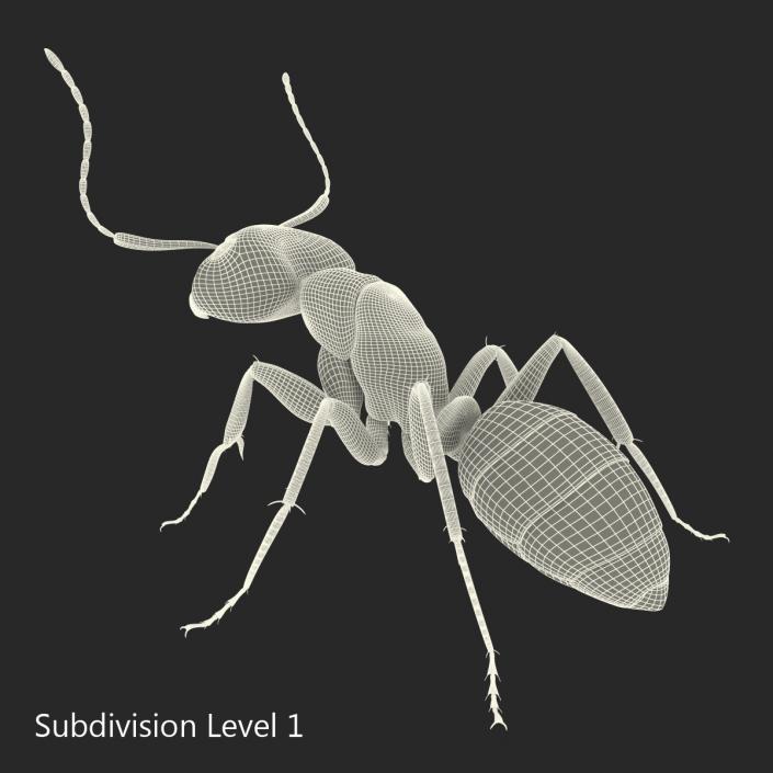 3D Black Ant Pose 2