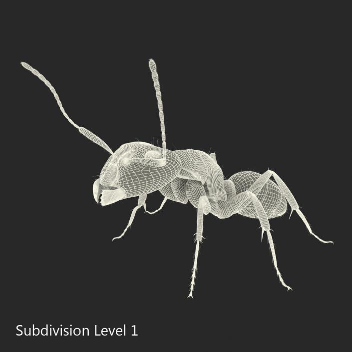 3D model Black Ant with Fur Pose 2