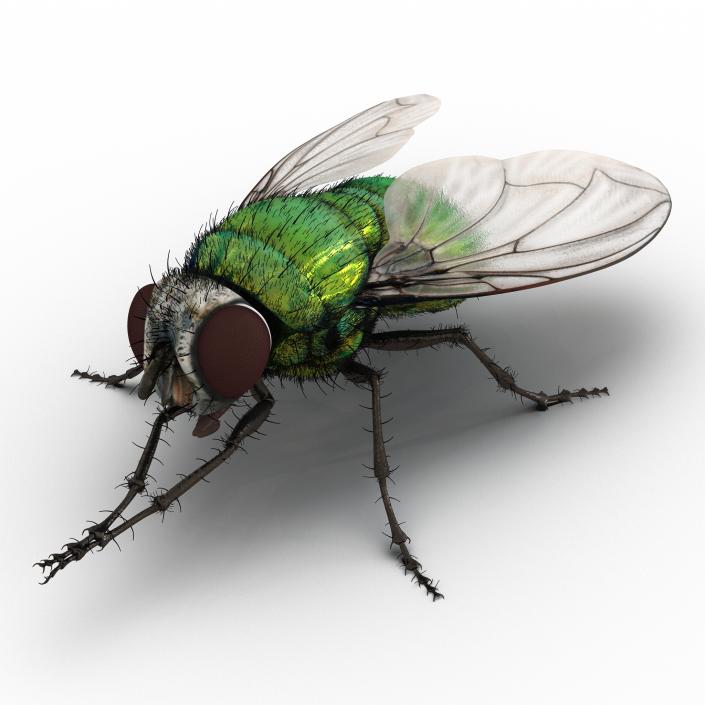 3D Green Bottle Fly Pose 2 model