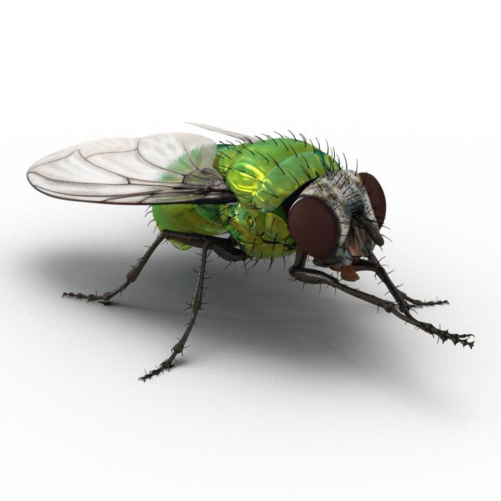 3D Green Bottle Fly Pose 2 model