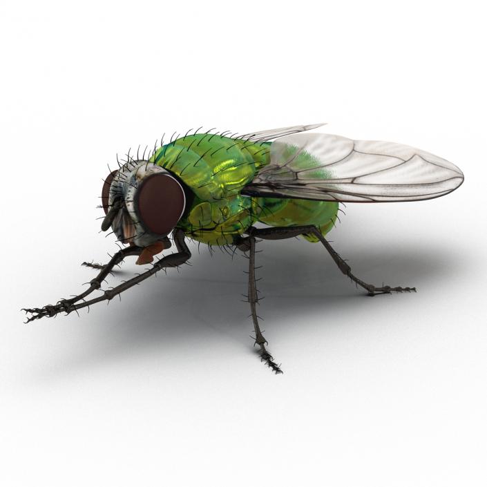 3D Green Bottle Fly Pose 2 model