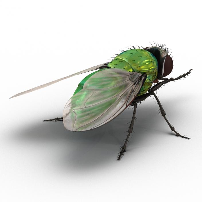 3D Green Bottle Fly Pose 2 model