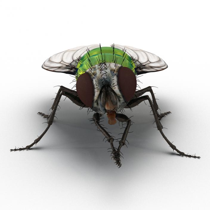 3D Green Bottle Fly Pose 2 model