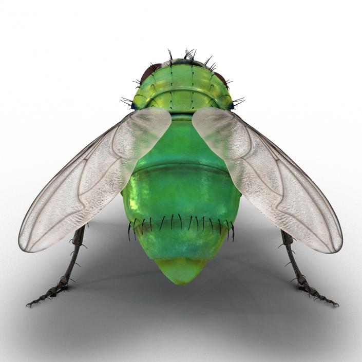 3D Green Bottle Fly Pose 2 model