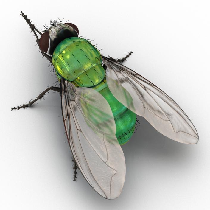 3D Green Bottle Fly Pose 2 model