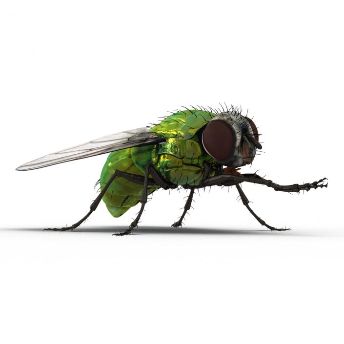 3D Green Bottle Fly Pose 2 model