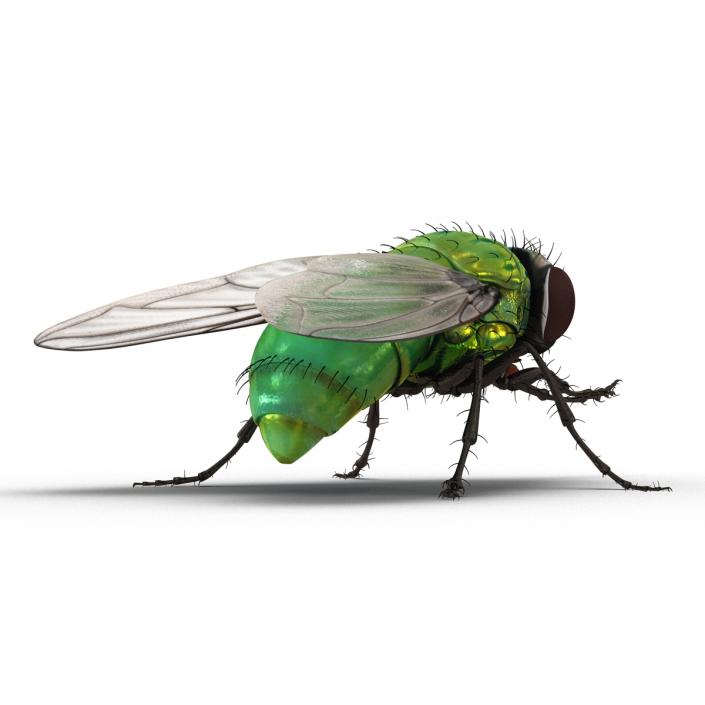 3D Green Bottle Fly Pose 2 model