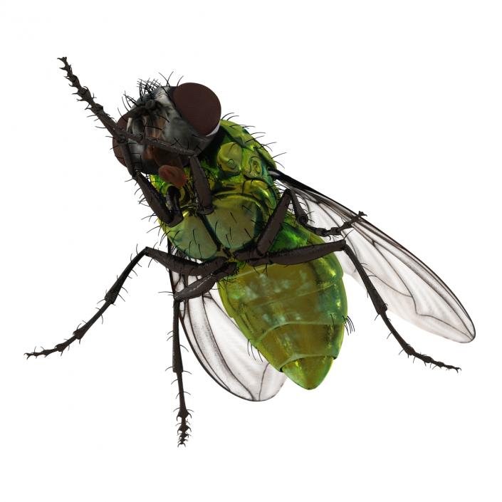 3D Green Bottle Fly Pose 2 model