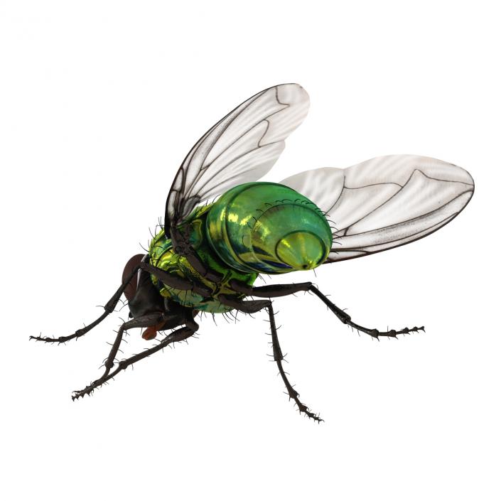 3D Green Bottle Fly Pose 2 model