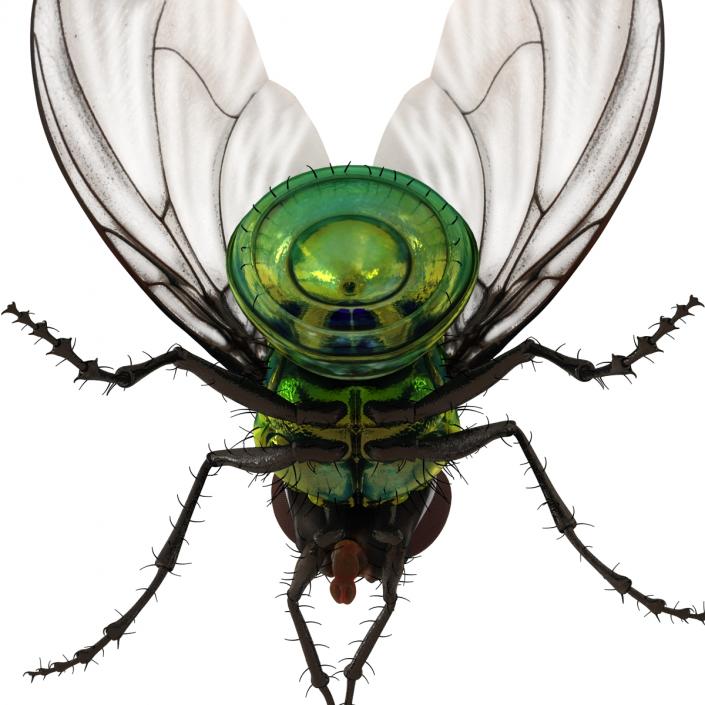 3D Green Bottle Fly Pose 2 model