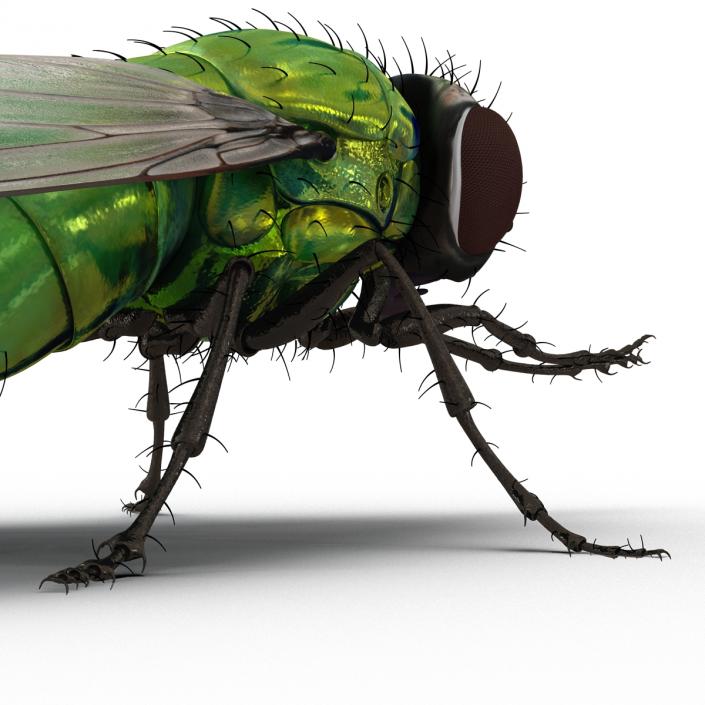 3D Green Bottle Fly Pose 2 model