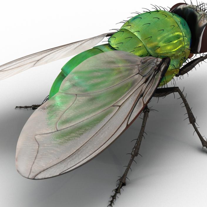 3D Green Bottle Fly Pose 2 model