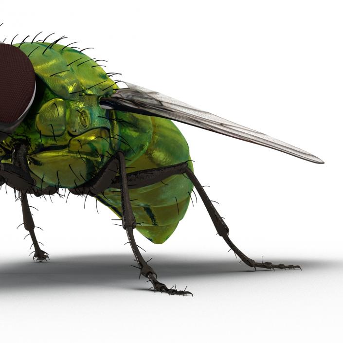 3D Green Bottle Fly Pose 2 model