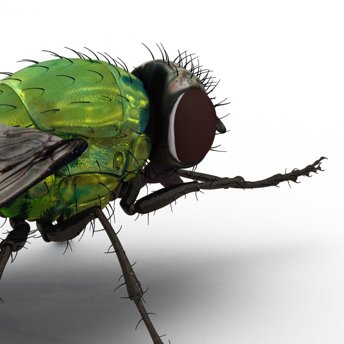 3D Green Bottle Fly Pose 2 model