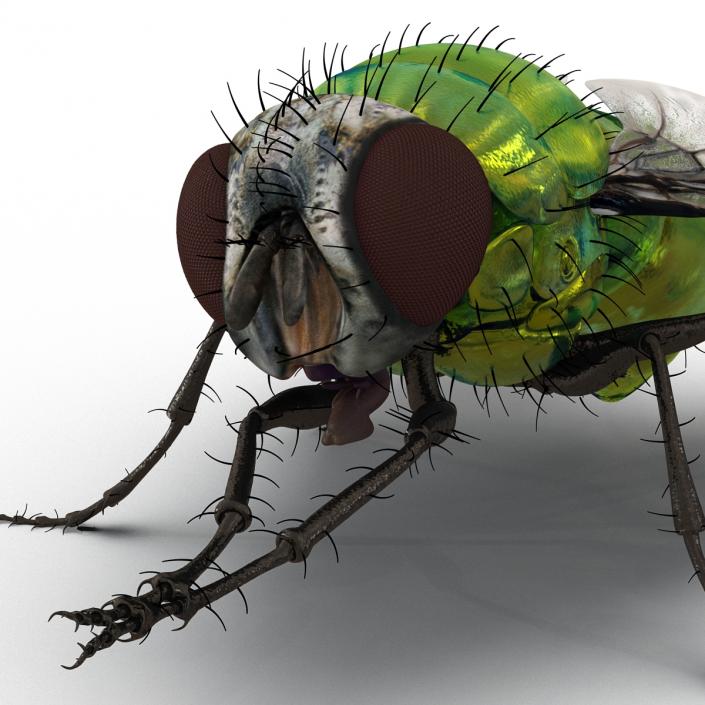 3D Green Bottle Fly Pose 2 model