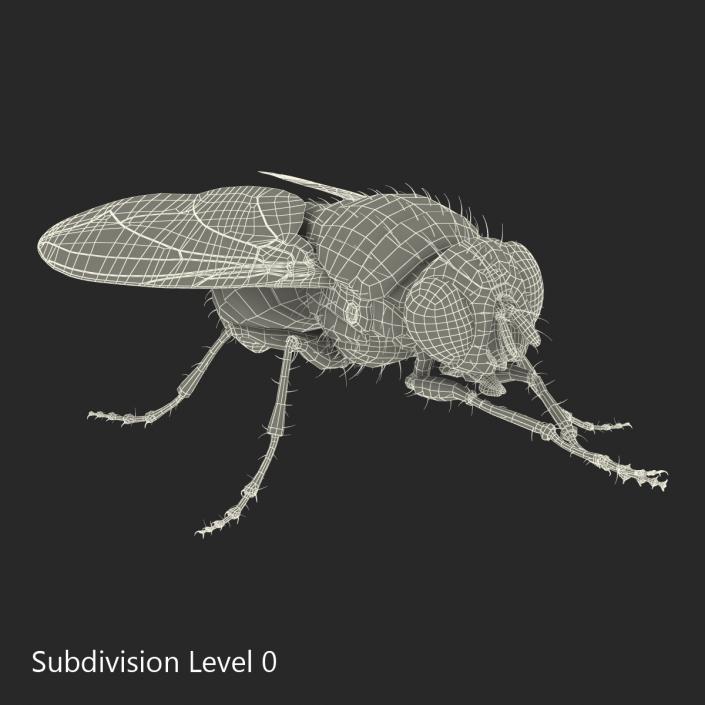 3D Green Bottle Fly Pose 2 model