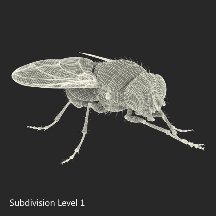 3D Green Bottle Fly Pose 2 model