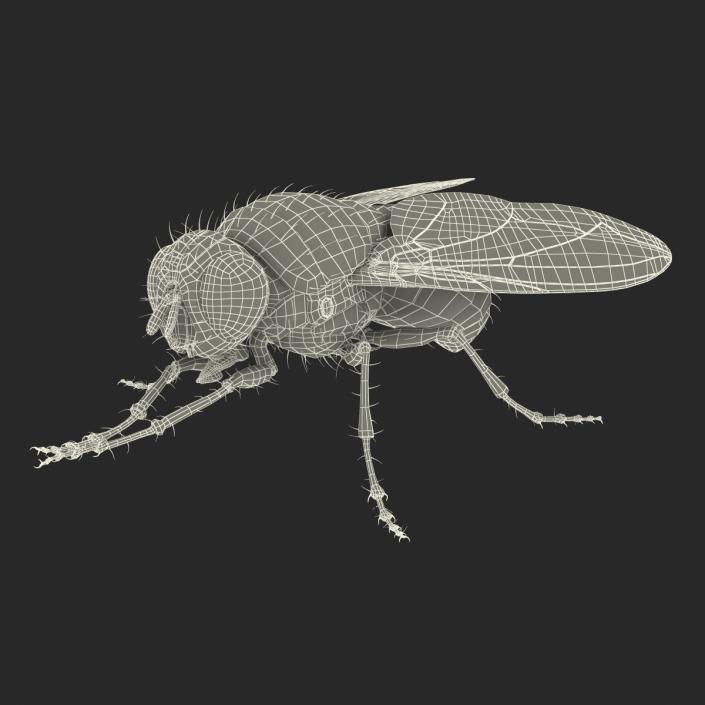 3D Green Bottle Fly Pose 2 model