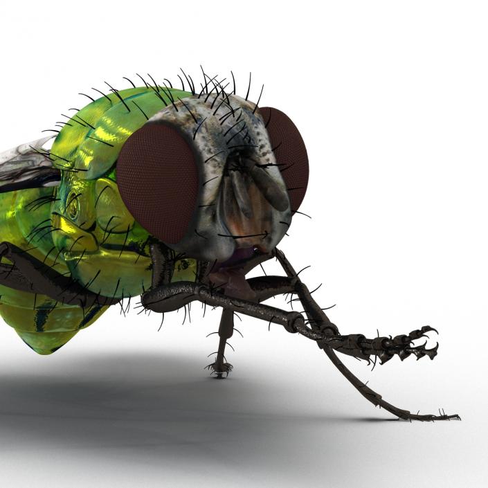 3D Green Bottle Fly Pose 2 model