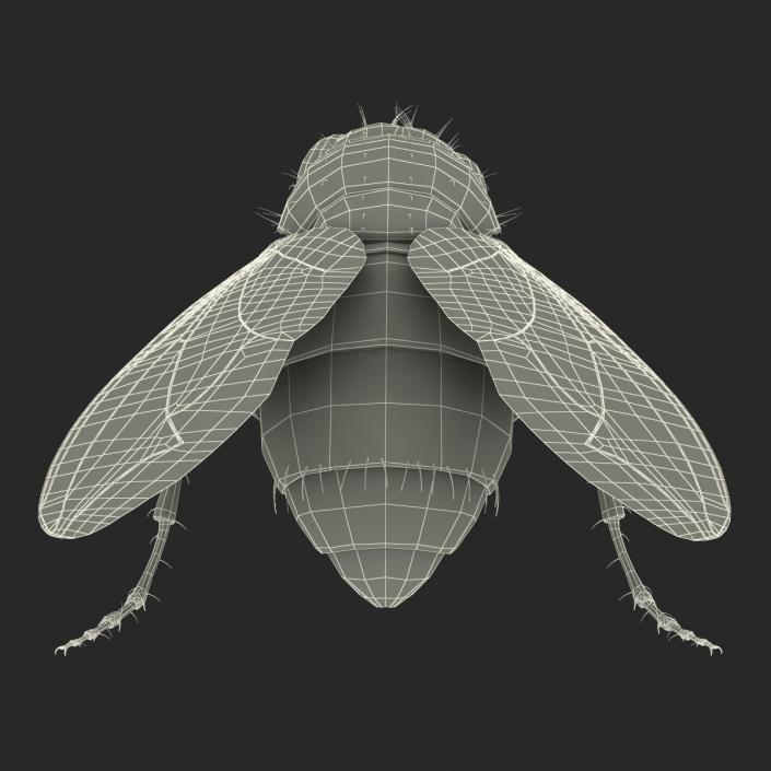 3D Green Bottle Fly Pose 2 model